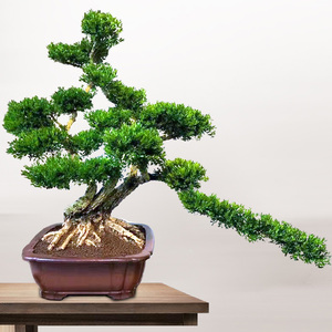 小叶皱皮黄杨老桩造型盆景树苗下山矮霸高提根雀舌米叶球盆栽绿植