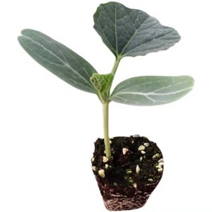 葫芦秧苗文玩特小葫芦苗手捻葫芦苗八宝葫芦幼苗盆栽观赏葫芦苗