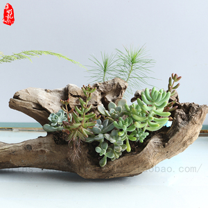 枯木老树根多肉花盆朽木树桩容器石斛空气凤梨家用懒人木头盆支架