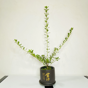 杜鹃花日本皋月鹃之舞杜鹃稀有高档盆栽室内含原土花卉绿植包邮