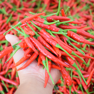 贵州遵义花溪农家新鲜小米辣椒新鲜朝天辣椒小尖椒特辣生辣椒5斤