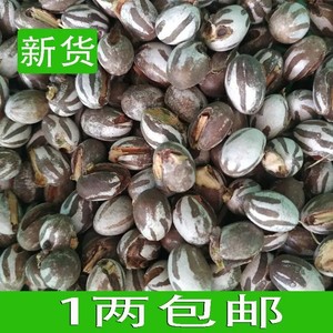 杨拉罐天然营养洋辣子罐活体坦克虫喂食宠物仓鼠增肥零食鱼饵羊拉