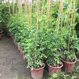 蝶豆花苗 蓝色妖姬 洛神花 重瓣 庭院篱笆 藤苗爬藤花卉