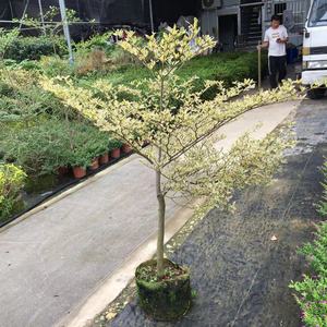 小叶榄仁 细叶榄仁花叶橄榄 非洲 雨伞树苗绿化庭院层次感遮荫盆