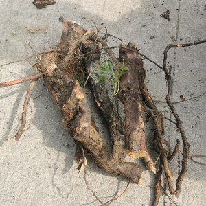 贵州刺梨树根缫丝花根山刺梨根番石榴根 刺梨根树根500克现挖