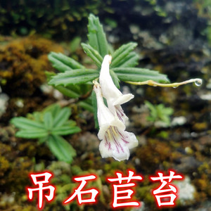 深山新鲜吊石苣苔石吊兰黑乌骨石豇豆接骨生岩泽兰岩石兰岩头三七