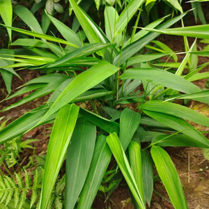 贵州现挖淡竹叶竹叶金鸡米竹叶卷心新鲜翠竹叶淡竹根翠骨子山鸡米