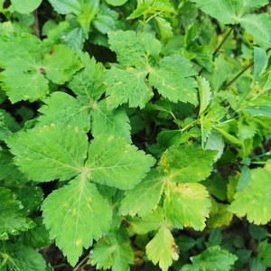 贵州野菜新鲜现摘大叶山芹菜鸭儿芹鸭脚板菜野菜鸭芹菜三叶芹包邮