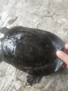 论斤 农户收购自然大甲鱼150一斤4到8斤 鳖团鱼水鱼 顺丰包邮