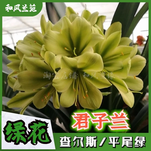 绿花君子兰查尔斯平尾绿盆栽兰花绿植【和风兰缘】兰苑直发