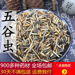 中药材五谷虫