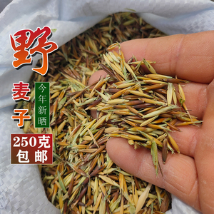 四送一丨2022年新货带壳野麦子野燕麦浮小麦野小麦雀麦250克包邮