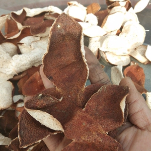 正宗新会陈皮特产新鲜果大红柑广东省江门农家小青柑皮5年