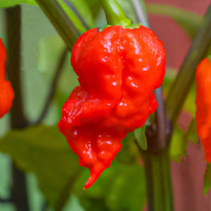 【辣椒苗特辣魔鬼】辣椒苗特辣魔鬼品牌,价格 - 阿里巴巴