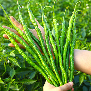 螺丝线椒辣椒种子种籽苗蔬菜孑高产特大四季种植食用盆栽籽种秧苗