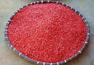 tb5392274541淘宝菜用养生田七种子三七种子特色青菜籽血人参多次