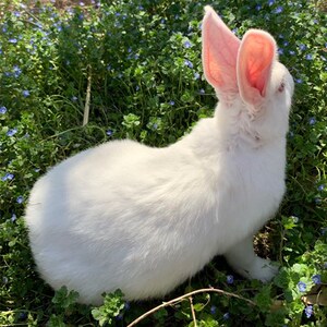 宠物巨型兔子