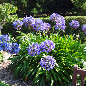 百子莲盆栽花包邮
