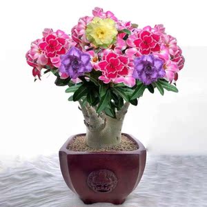 精品沙漠玫瑰盆栽重瓣带花苞老桩小花苗阳台花卉多色多肉盆景植物