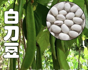 白刀豆自留种 巴西豆菜豆角籽 5粒4元  满28包邮