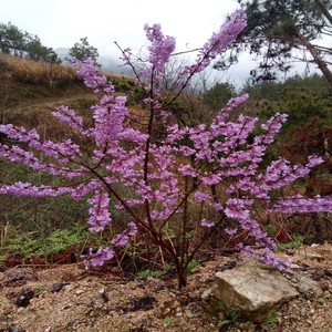 野生芫花花卉盆栽醉鱼花 莞花头痛花 闷头花老鼠花野丁香紫花树苗
