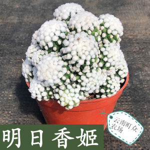 明日香姬仙人球