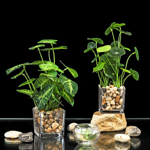 清新室内植物花卉万年青办公桌仿真小绿植盆栽客厅洗手台美观摆设