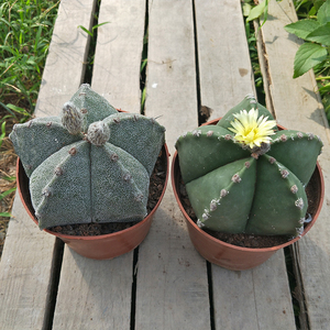 五角鸾凤玉 超大鸾凤玉开花仙人球嫁接落地好养防辐射绿植包邮