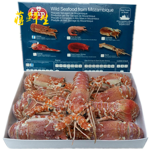 莫桑比克 野生玫瑰龙虾澳洲龙虾进口 冷冻水产 红龙1500g/盒4-7只