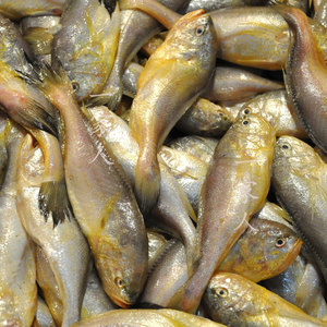 鲜活水产海鲜野生小梅鱼梅子鱼现捕梅鱼宝宝辅食1斤22-25条左右