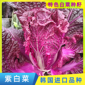 大白菜种子紫凤春秋韩国进口高产红叶甜脆生吃盆栽特色蔬菜籽寿光
