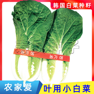 小白菜种子韩国泡菜叶用生吃烤肉包饭农家爱四季阳台盆栽蔬菜种籽