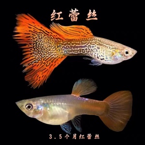 红蕾丝精品纯种孔雀鱼淡水热带观赏鱼胎生凤尾尾金属红蕾丝活体鱼