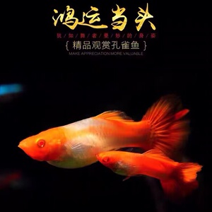 怀孕孔雀鱼鸿运当头