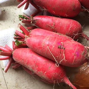 辣萝卜新鲜现挖红辣萝卜蔬菜红皮白肉泡菜原料3斤13.6元包邮