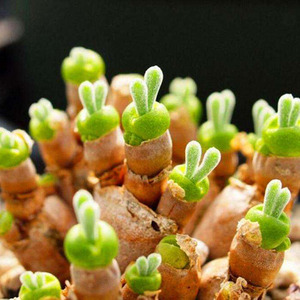 植悦园艺碧光环小兔子一物一拍番杏科多肉植物小群生多头迷你盆栽