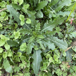 小蓟新鲜刺儿菜新鲜青青草小蓟草狗牙刺蓟野红花新鲜现采买二送一