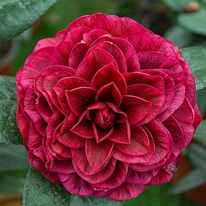 红叶贝拉大玫瑰美国进口稀有品种福利58包邮