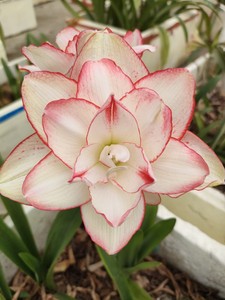 澳朱 澳洲朱顶红 花瓣衬裙 带根叶发货