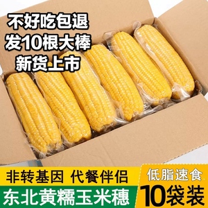 东北黄糯玉米真空包装新鲜甜糯玉米软糯粘非转基因玉米棒子黏苞米