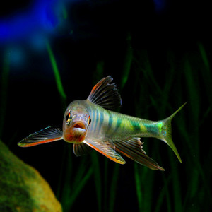 宽鳍鱲马口鱼苗长鳍鱲溪哥桃花鱼原生冷淡水鱼观赏鱼活体免加温