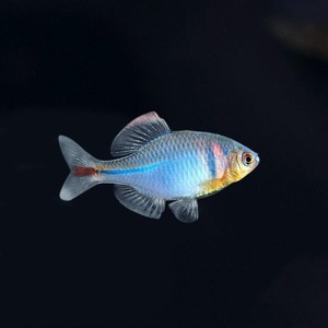 高体鳑鲏鱼小鱼活观赏鱼冷水淡化海水热带小型淡水鹦鹉迷你原生鱼