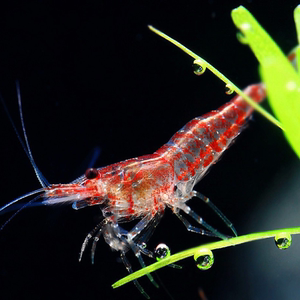 樱花虾宠物虾观赏虾活体黄米水晶香吉士极火虾草缸虾黑壳虾除藻虾