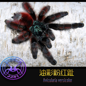 油彩粉红趾蜘蛛现货出售4l稳定个体宠物蜘蛛活体爬虫爬宠异类宠物