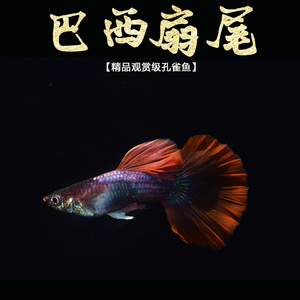 孔雀鱼 孔雀鱼 纯种巴西扇尾 巴西红尾 下崽狂魔热带鱼 活体包邮