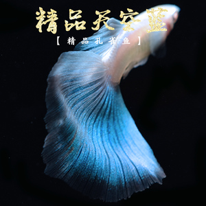 纯种日本观赏孔雀鱼天空蓝缎带大尾大C 热带淡水小型凤尾胎生鱼