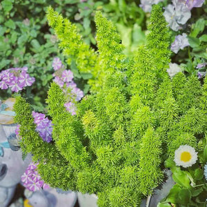 狐尾天门冬北欧风ins风多年生四季常青盆栽阳台庭院耐寒草本植物