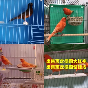 活体玉鸟红桂皮芙蓉鸟山东黄玉鸟白玉鸟辣椒红精品德系大红袍包邮