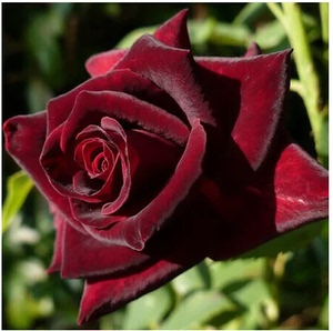 玫瑰花苗 黑巴克 黑夫人(black baccara)切花月季花苗 盆栽花卉