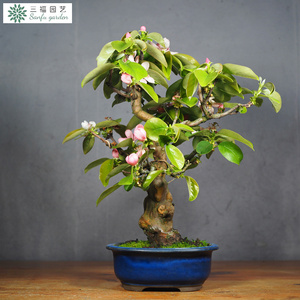 三福园艺 日本花梨老桩盆景  进口精品花果小品盆栽阳台庭院
